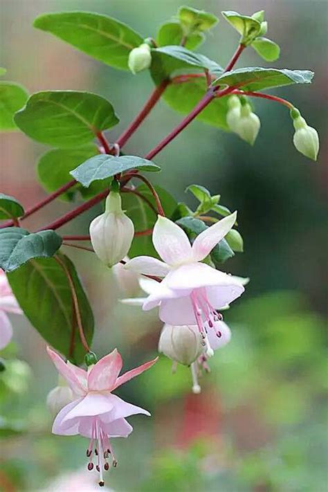 倒吊金鐘|倒挂金钟（柳叶菜科倒挂金钟属植物）